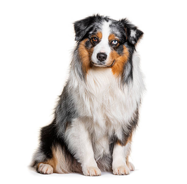 istock Australian shepherd dog with heterochromia sitting on white background 2245285514
