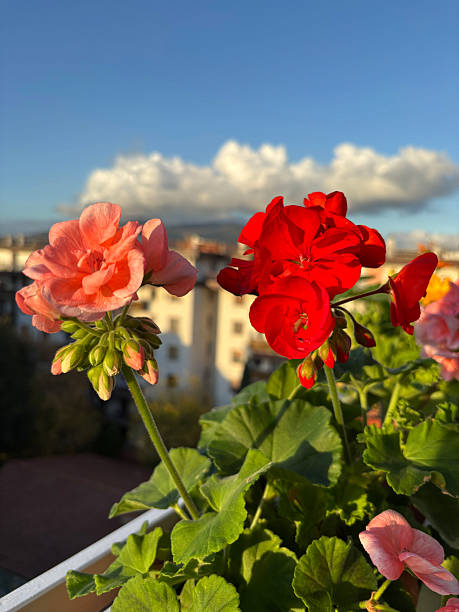 istock Peranium flowers growing on the balcony. 2245285599