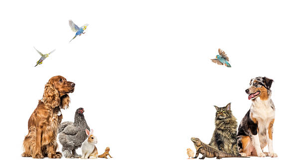 istock Diverse group of domestic animals together on white background 2245285699