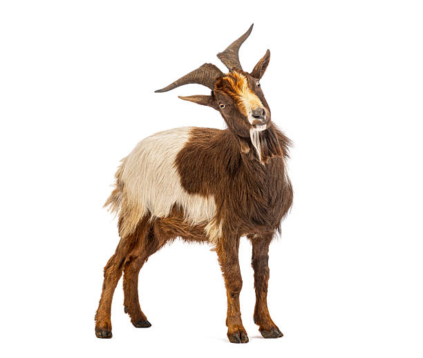 istock Goat brown and white animal head tilted looking at camera 2245285700