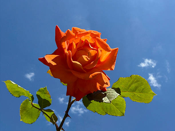 Vivid orange rose on blue sky.