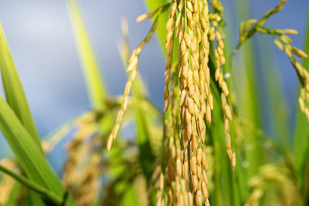 Golden Rice Panicles Glowing Under the Sunlight in a Serene Field