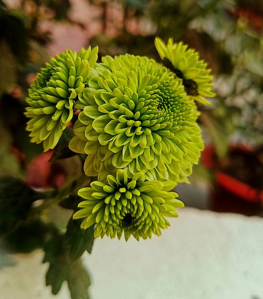 Slightly aromatic white and yellow chrysanthemum. It can be used for Copy space.