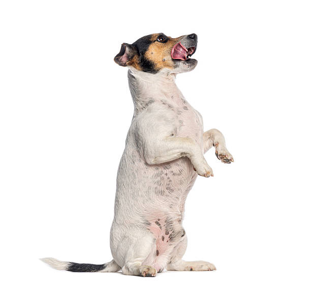 istock Jack russell terrier dog begging for food licking lips 2245286626