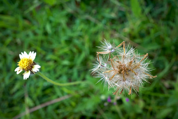 Mexican daisy (Tridax procumbens L.), Tiny yellow flowers in the meadow, selected focus.