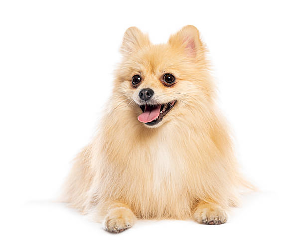 istock Happy pomeranian dog lying down panting 2245286896