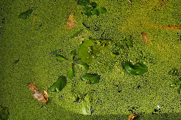 Floating green plants cover the surface of a serene pond under clear sky. Small leaves and debris mix among the dense layer of vegetation, creating a lush landscape.
