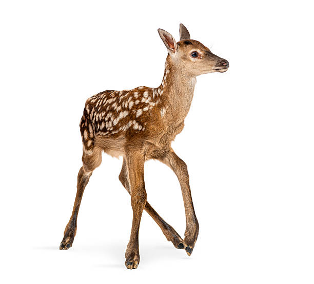 istock Few hours old red deer fawn walking on white background 2245288052