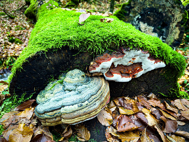 istock Tree fungi on a moss-covered rotten tree trunk 2245288248