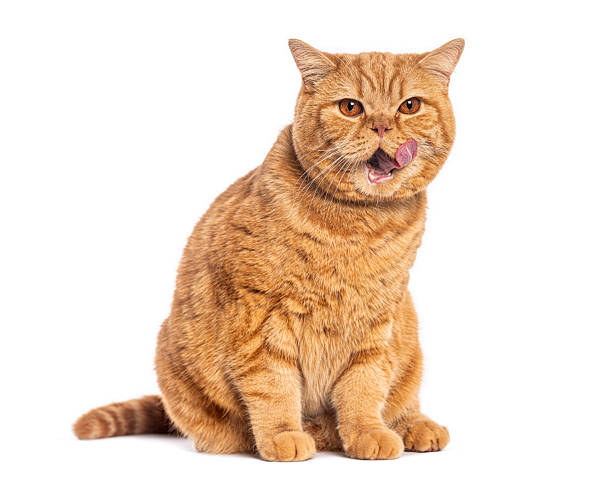 istock British shorthair cat licking its nose on white background 2245288357
