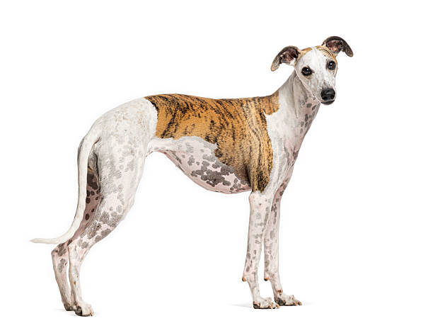 istock Whippet standing on white background and looking away 2245288436