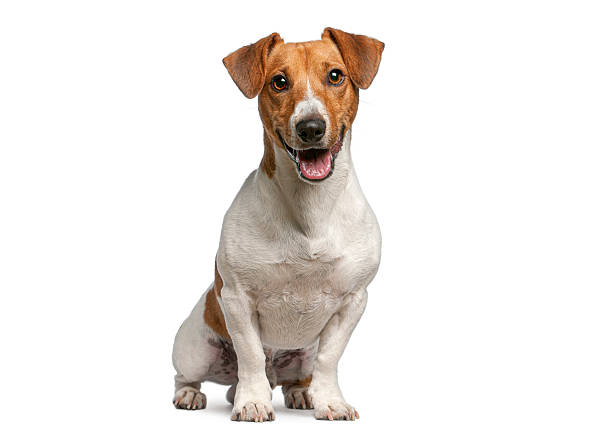 istock Jack Russell Terrier, 12 months old, sitting in front of white background 2245289217
