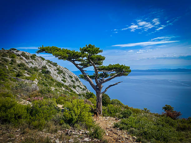 Brown shepherd dog stands beside a lone pine tree overlooking Adriatic Sea on island of Hvar. Scenic seascape and rugged terrain capture beauty of Dalmatia and joy of hiking with loyal pet companion.
