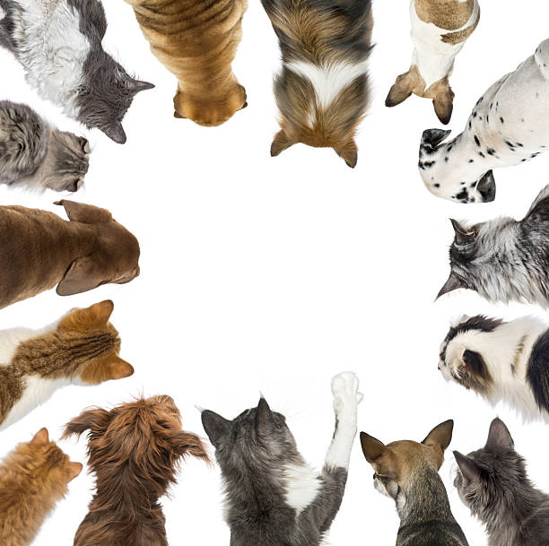 istock Group of cats and dogs looking down forming a circle 2245289455