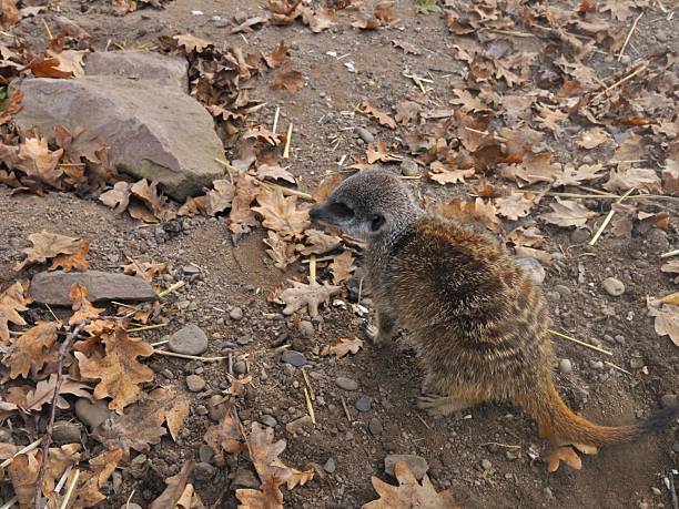 A meerkat sitting on dry ground surrounded by autumn leaves and rocks.