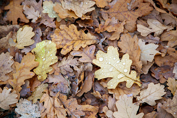 istock Autumn oak leaves with water droplets 2245289987