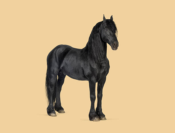 istock Black friesian horse standing with flowing mane 2245292379
