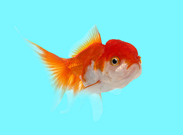 istock Oranda goldfish swimming in blue water 2245292384