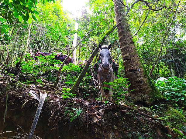 istock Horses in the middle of nature. 2245292549