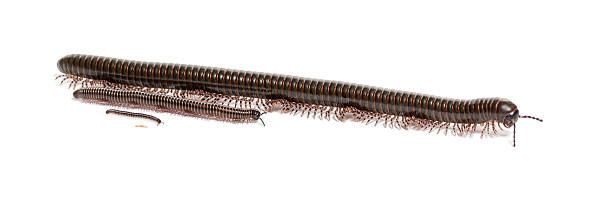 istock Millipede family displaying growth stages on white background 2245292606