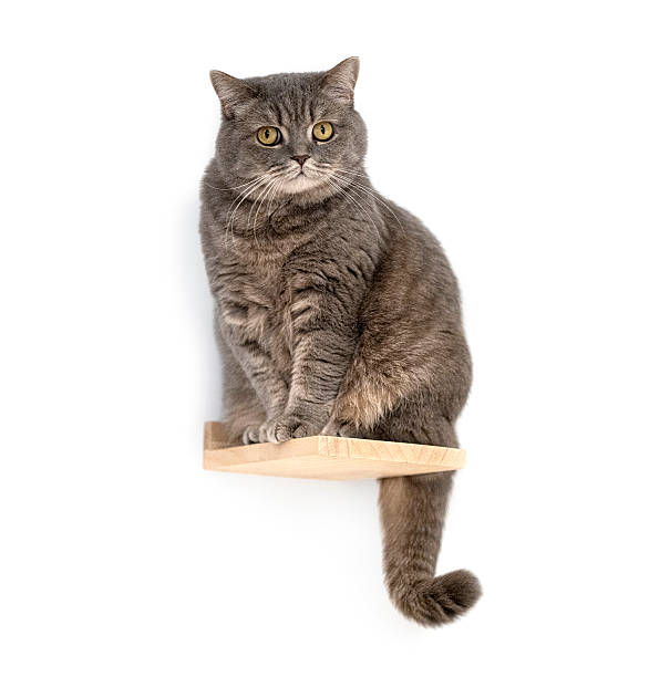 istock British shorthair cat sitting on a shelf looking 2245292610