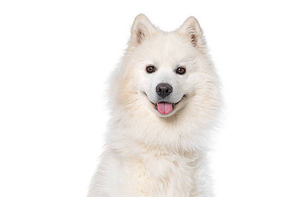 istock Samoyed dog smiling tongue out looking at camera 2245292624
