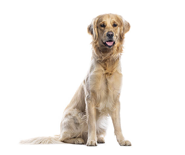 istock Golden retriever dog sitting studio shot looking at camera 2245292651