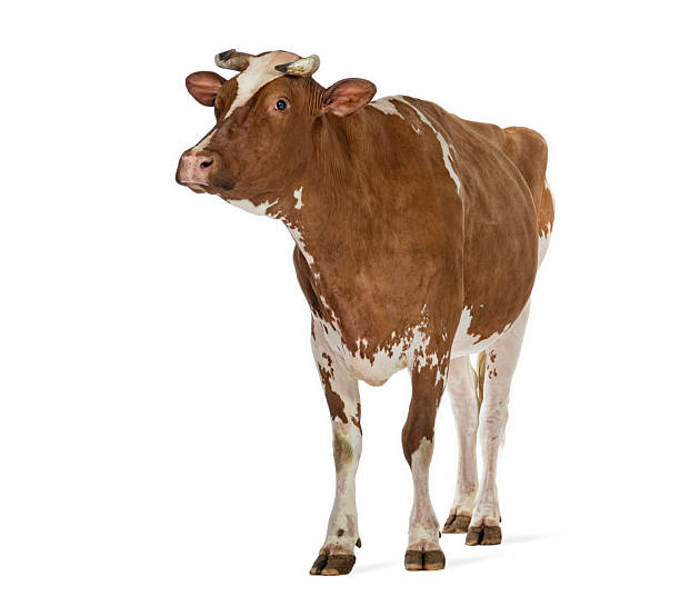 istock Brown white cow standing isolated white background 2245292678