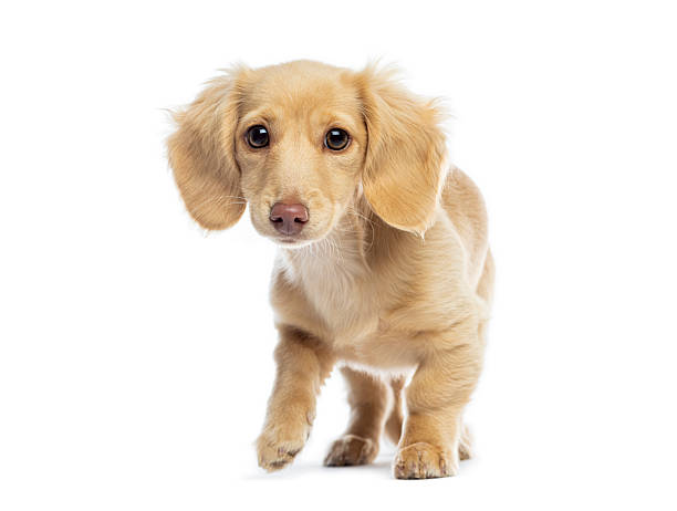 istock Long-haired cream dachshund puppy walking towards camera 2245292698