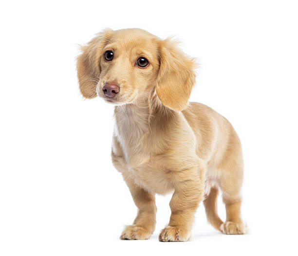 istock Long-haired dachshund puppy standing on white background 2245292728