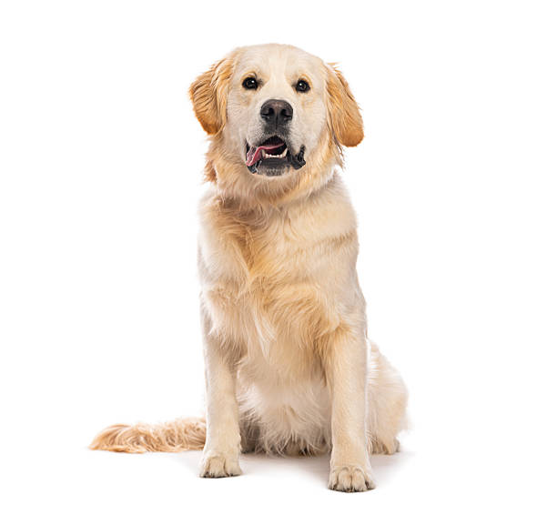 istock Golden retriever dog sitting looking at camera 2245292747