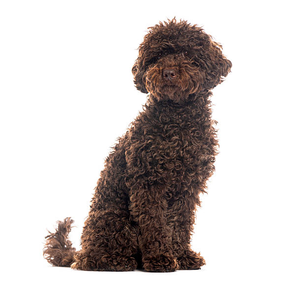 istock Brown lagotto romagnolo dog sitting on white background 2245292809