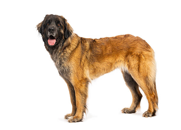 istock Leonberger dog standing looking forward with tongue out 2245292814