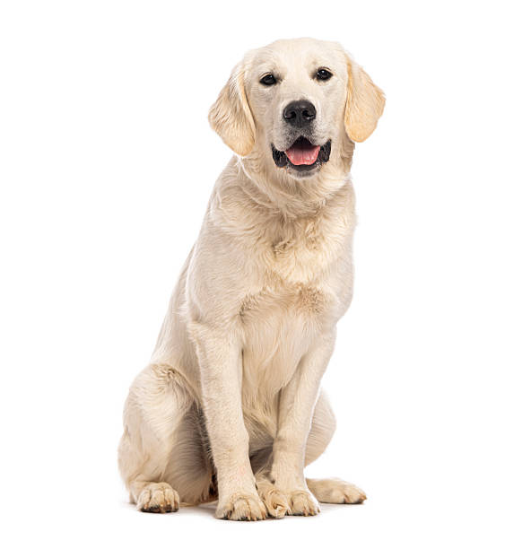 istock Happy golden retriever dog sitting on white background 2245292869