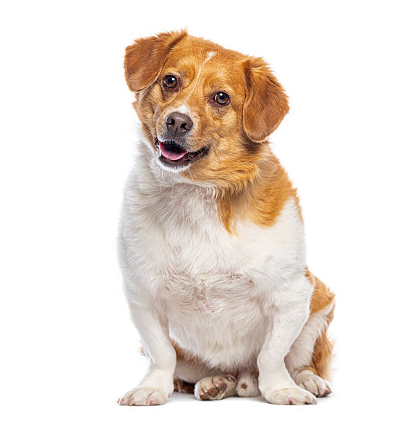 istock Happy mixed breed dog sitting looking at camera 2245292905