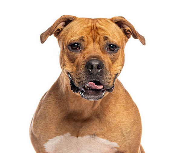 istock Staffordshire bull terrier dog looking at camera 2245292922