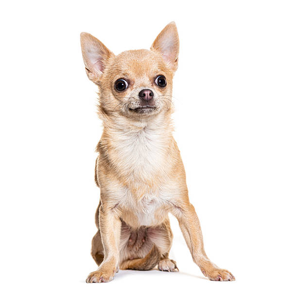 istock Chihuahua dog looking directly at camera on white background 2245293067