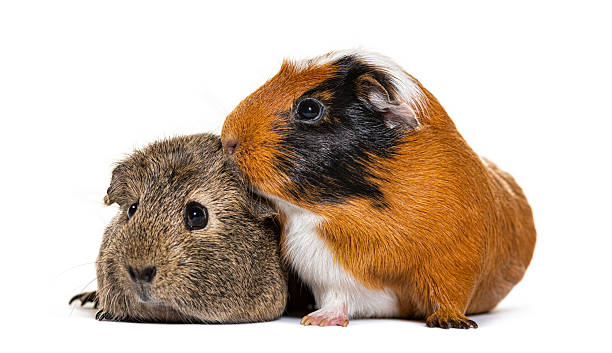 istock Two guinea pigs together on white background 2245293069