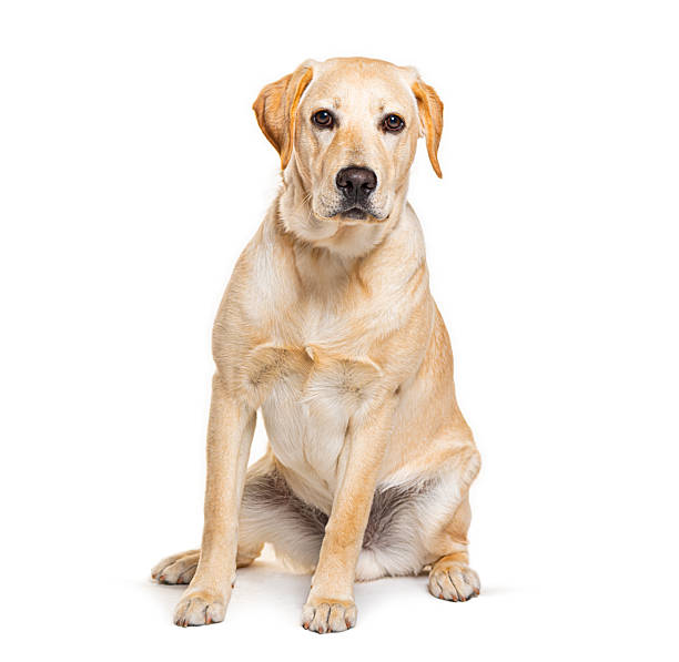 istock Yellow labrador retriever dog sitting looking at camera 2245293173