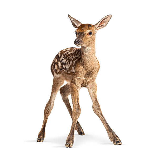 istock Fawn standing on white background looking away 2245293181