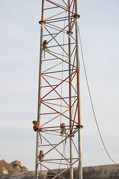 Barbary macaque ape, rhesus monkey climbing electricity pole and tear electrical power cable apart, wildlife in urban environment, India
