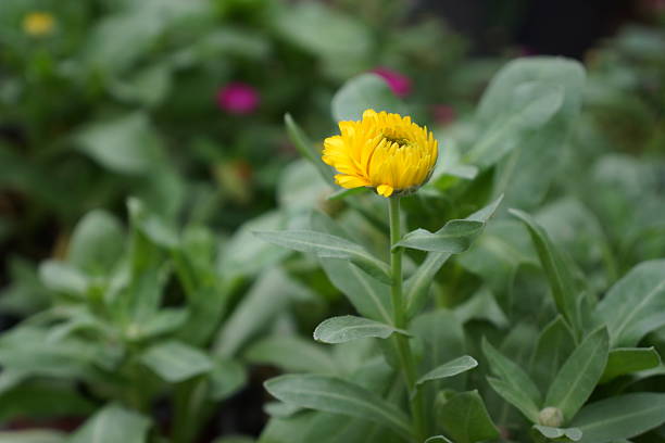 with green leaf background