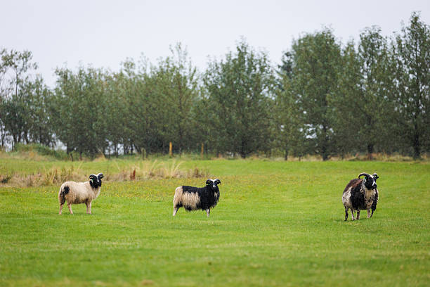 istock Three Icelandic sheep grazing under the rain 2245296187