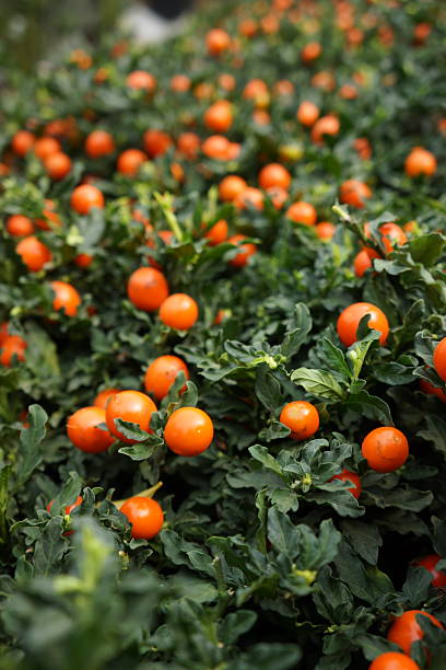 istock Vibrant orange berries on lush green foliage 2245297345