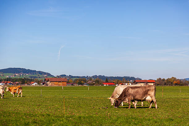istock Cattle grazing on green grass against a blue sky 2245297567