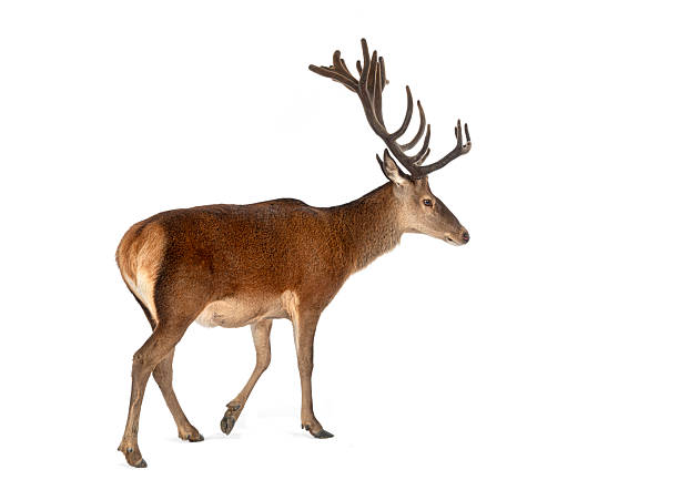 istock Red deer stag walking, sporting large antlers 2245298274