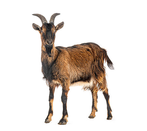 istock Brown goat standing looking at camera portrait 2245299032