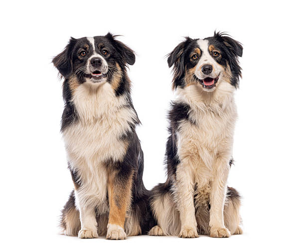 istock Two australian shepherd dogs sitting together on white background 2245299166