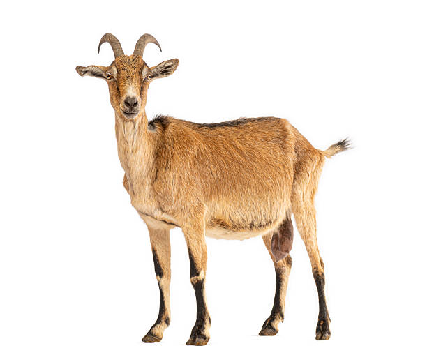 istock Brown farm goat standing looking at camera 2245299279