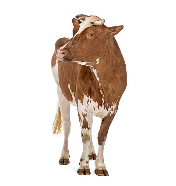 istock Brown and white cow standing on white background 2245299419